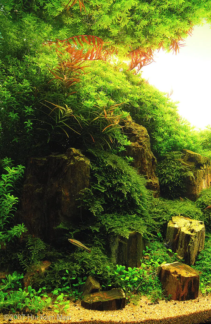 Field of Dreams - Cliff Hui / HongKong China